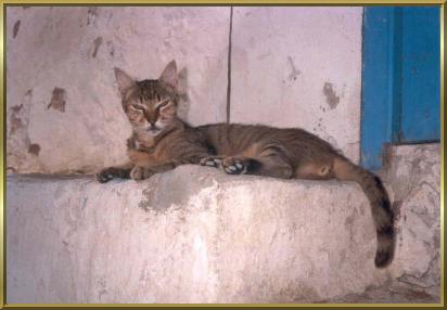Sidi Bou Said - die Sttte der glcklichen Katzen