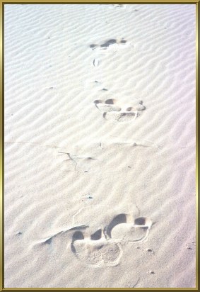 Spuren im Sand vom Schiff der Wüste