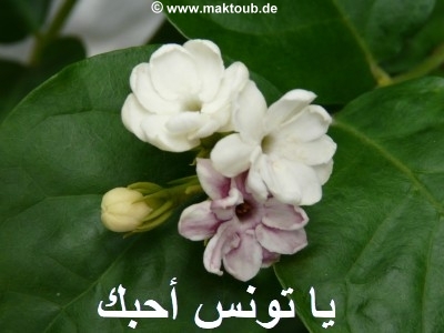 Arabischer Jasmin - Fil - die Lieblingsblume Tunesiens - copyright www.maktoub.de